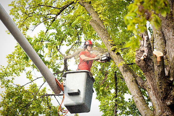 Professional Tree Services in Hemby Bridge, NC